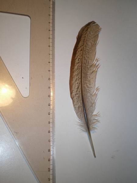 ID penne- Allocco, Poiana, Fagiano.